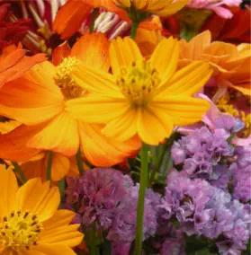 Coaching for highly sensitive persons HSP